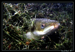 common eel (anguilla anguilla) - these guys, from what i ... by Daniel Strub 